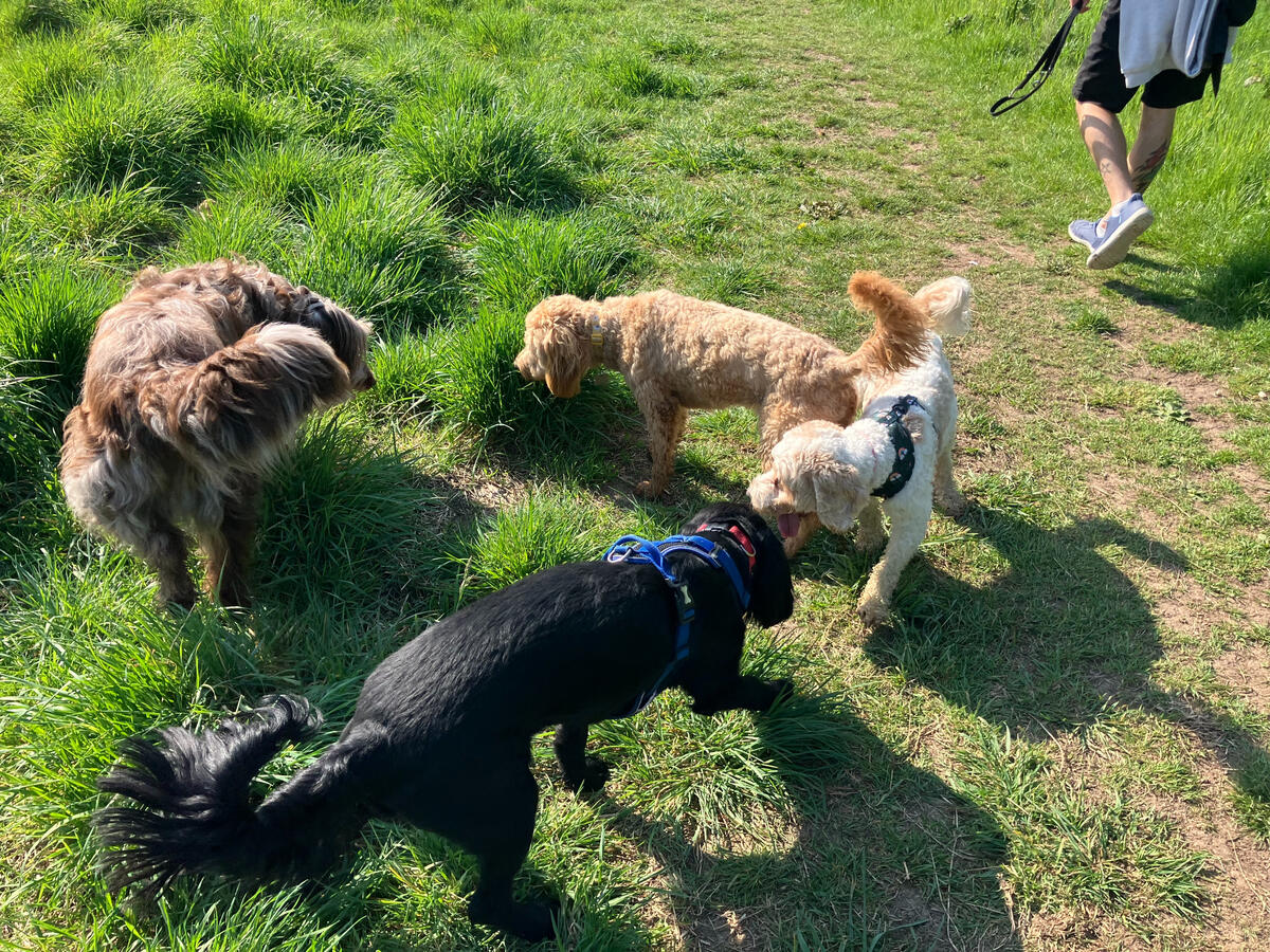 Jagger, Bailey, Maple & Storm