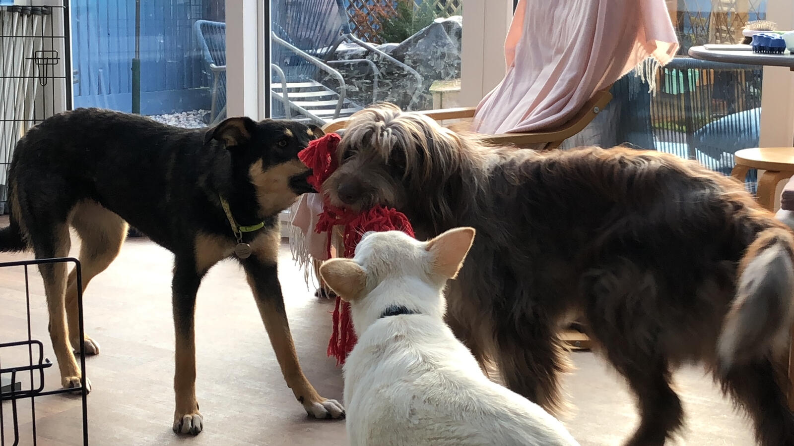 Rio, Storm and Popcorn