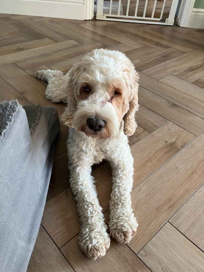 Bailey