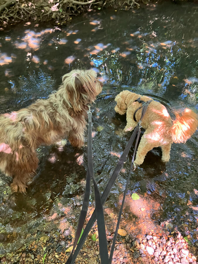 Storm & Enzo