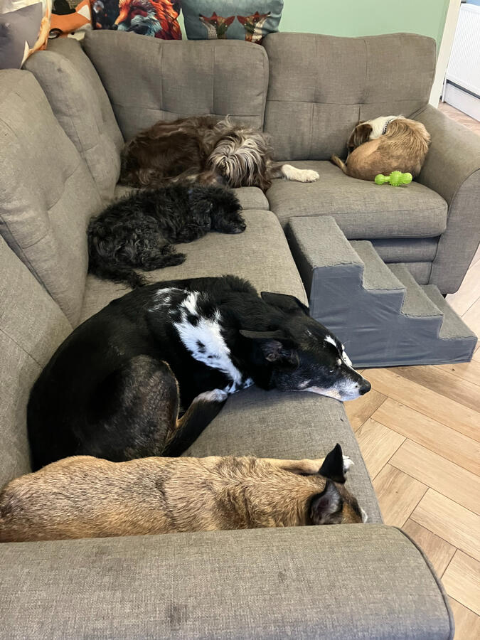 Tilly, Tess, Jasper, Storm & Ava